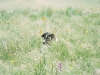 Hiding Lily
