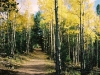 Fall path