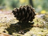 Lone pinecone