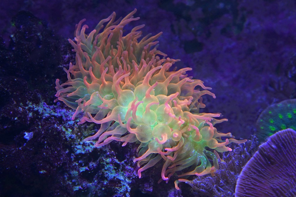 Rainbow anemone